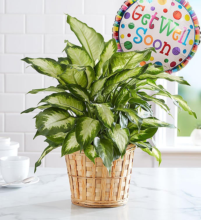 Get Well Green Plant
